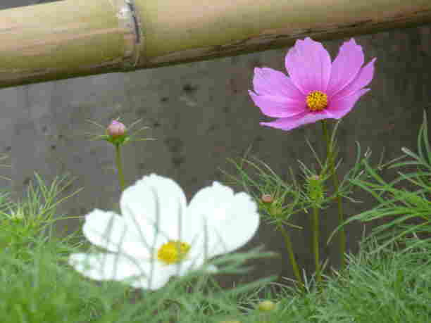 Pretty Purple Flower