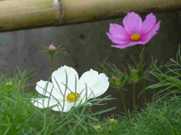 Pretty White Flower