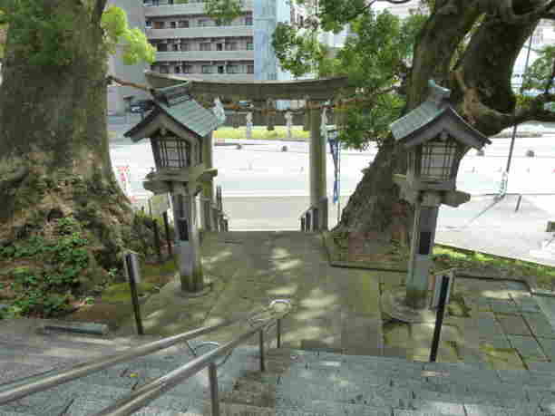 Old trees in Kumamoto